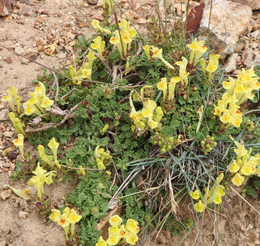 Image of genus Scutellaria specimen.