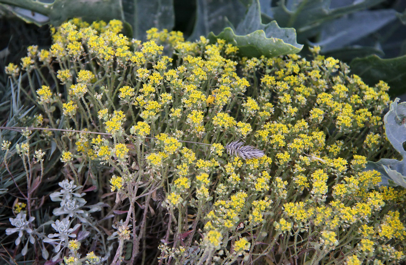 Изображение особи Odontarrhena obtusifolia.