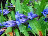 Gentiana asclepiadea