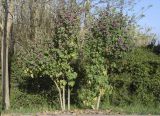 Malva arborea