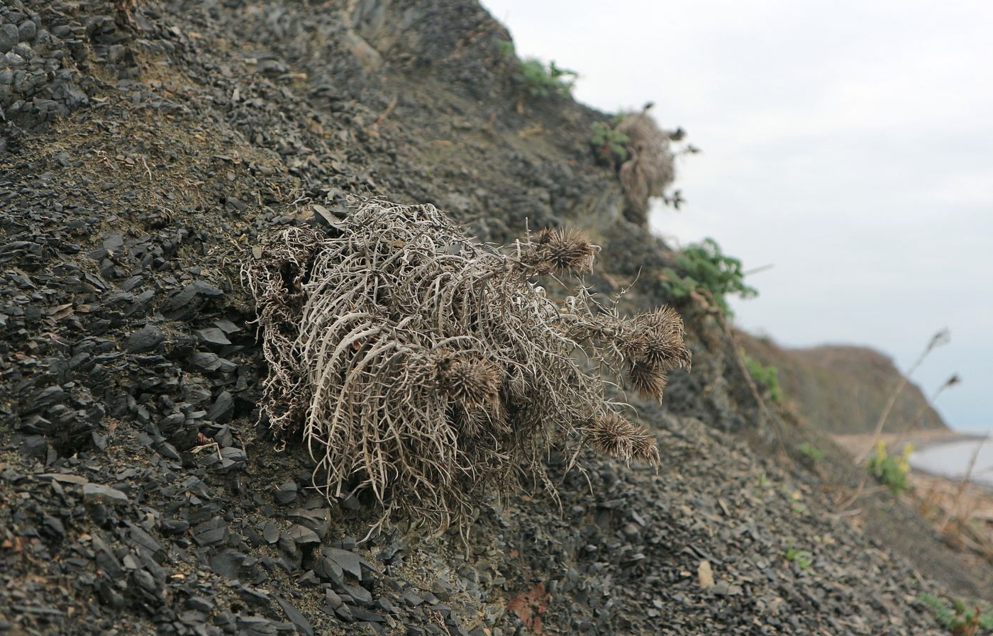 Image of Lamyra echinocephala specimen.