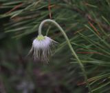 Pulsatilla pratensis