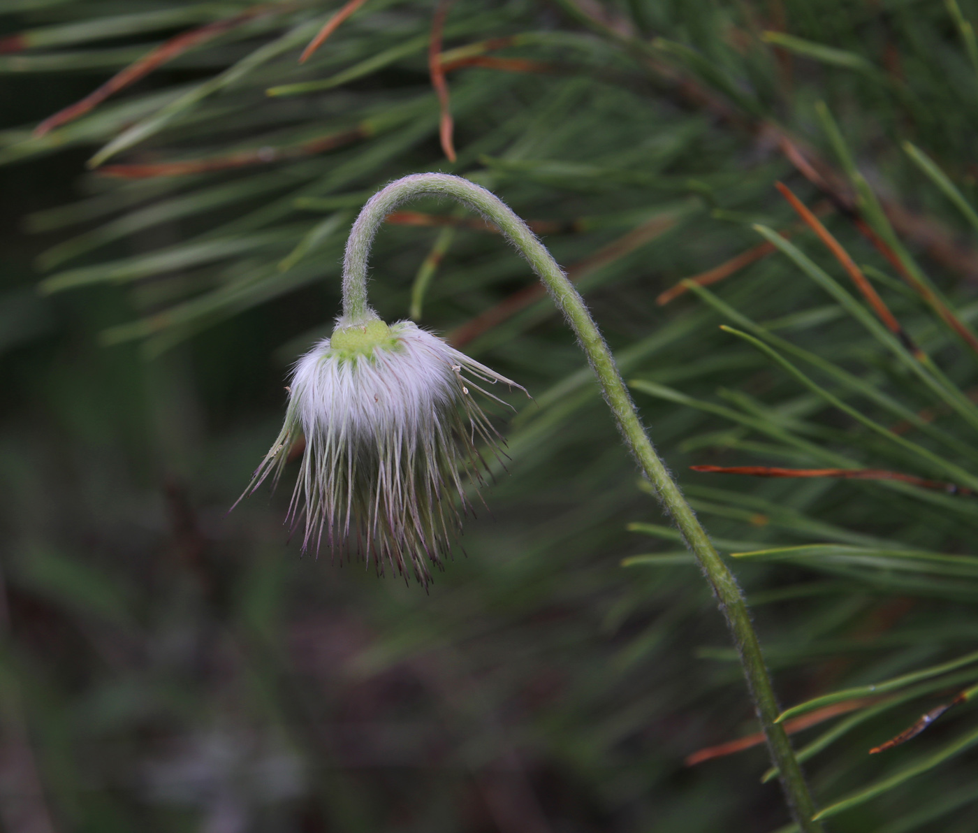 Изображение особи Pulsatilla pratensis.