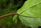 Acer tataricum