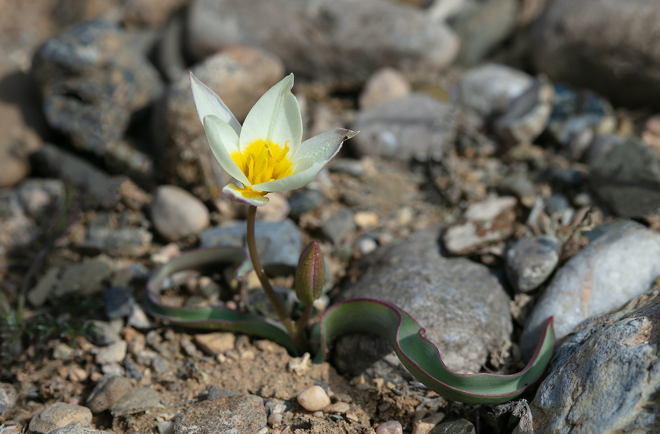 Изображение особи Tulipa turkestanica.