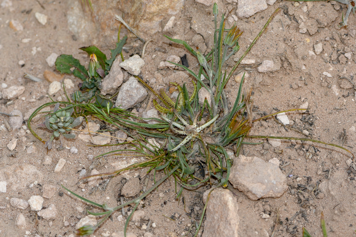 Image of Koelpinia linearis specimen.