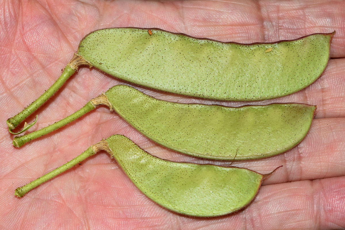 Image of Caesalpinia gilliesii specimen.