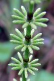 Equisetum pratense. Часть вегетативного побега. Свердловская обл., окр. г. Североуральск, небольшая полянка в сосново-еловом лесу. 06.06.2008.