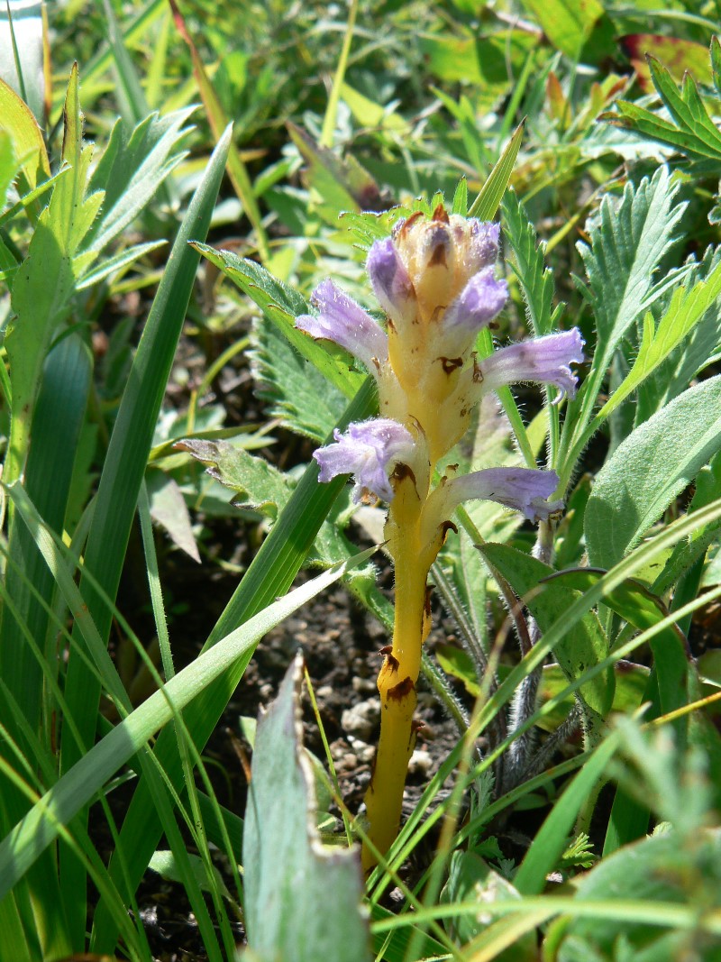 Image of Orobanche amurensis specimen.