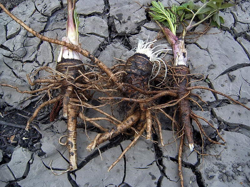 Image of Archangelica officinalis specimen.