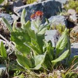 View full-size image Tephroseris turczaninovii