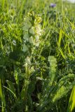 Pedicularis sibthorpii