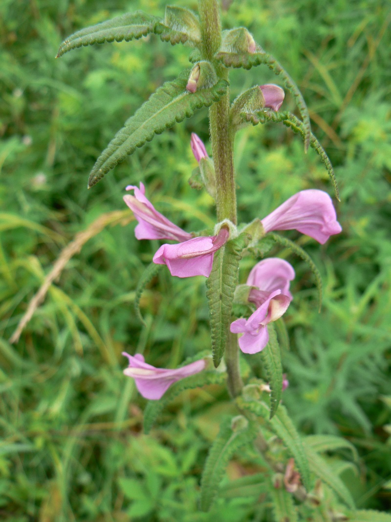 Image of Pedicularis resupinata specimen.