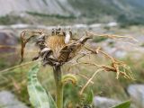 Centaurea cheiranthifolia