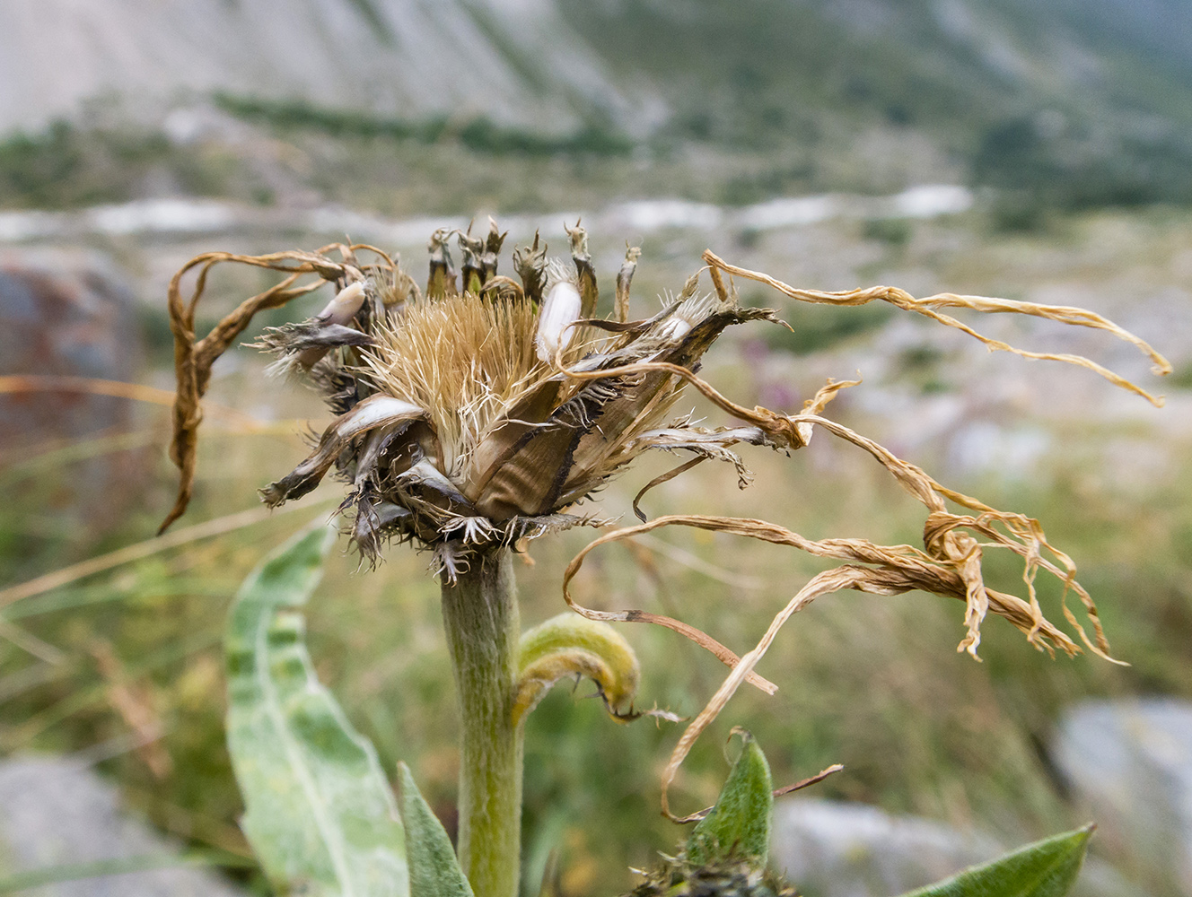 Image of Centaurea cheiranthifolia specimen.