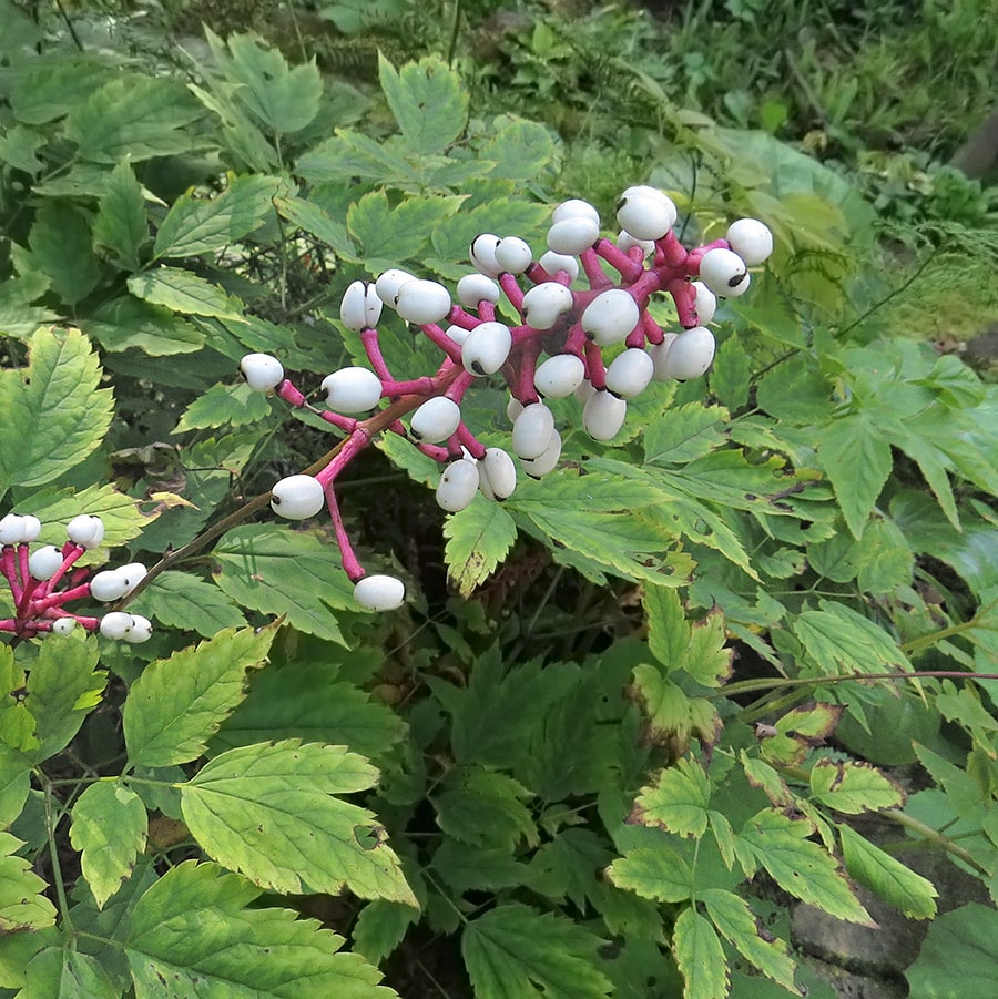 Image of Actaea pachypoda specimen.