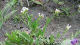 Arabidopsis lyrata