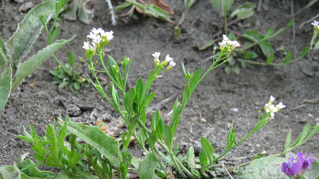 Image of Arabidopsis lyrata specimen.