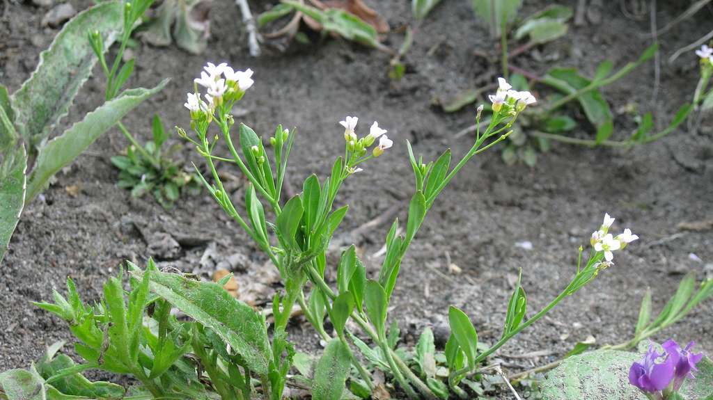 Изображение особи Arabidopsis lyrata.