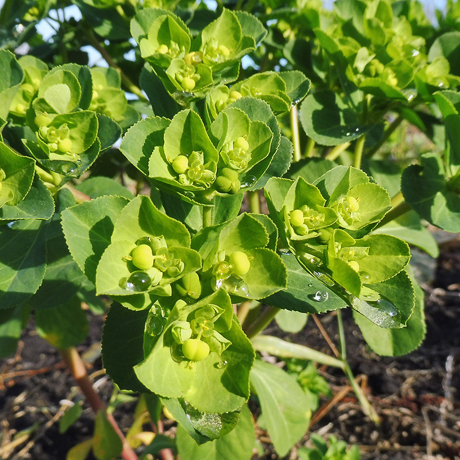 Image of Euphorbia helioscopia specimen.