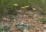 genus Pilosella