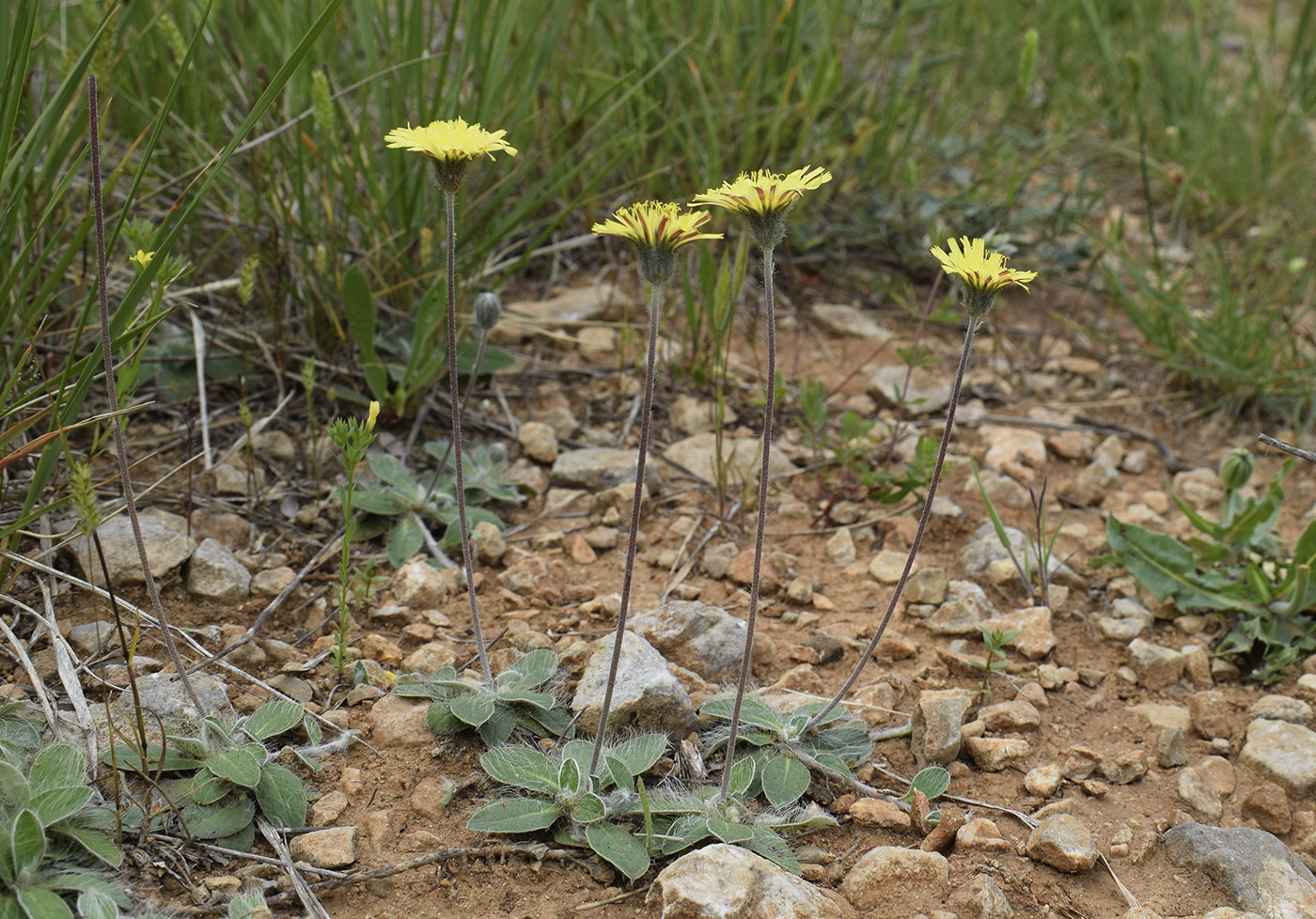 Image of genus Pilosella specimen.