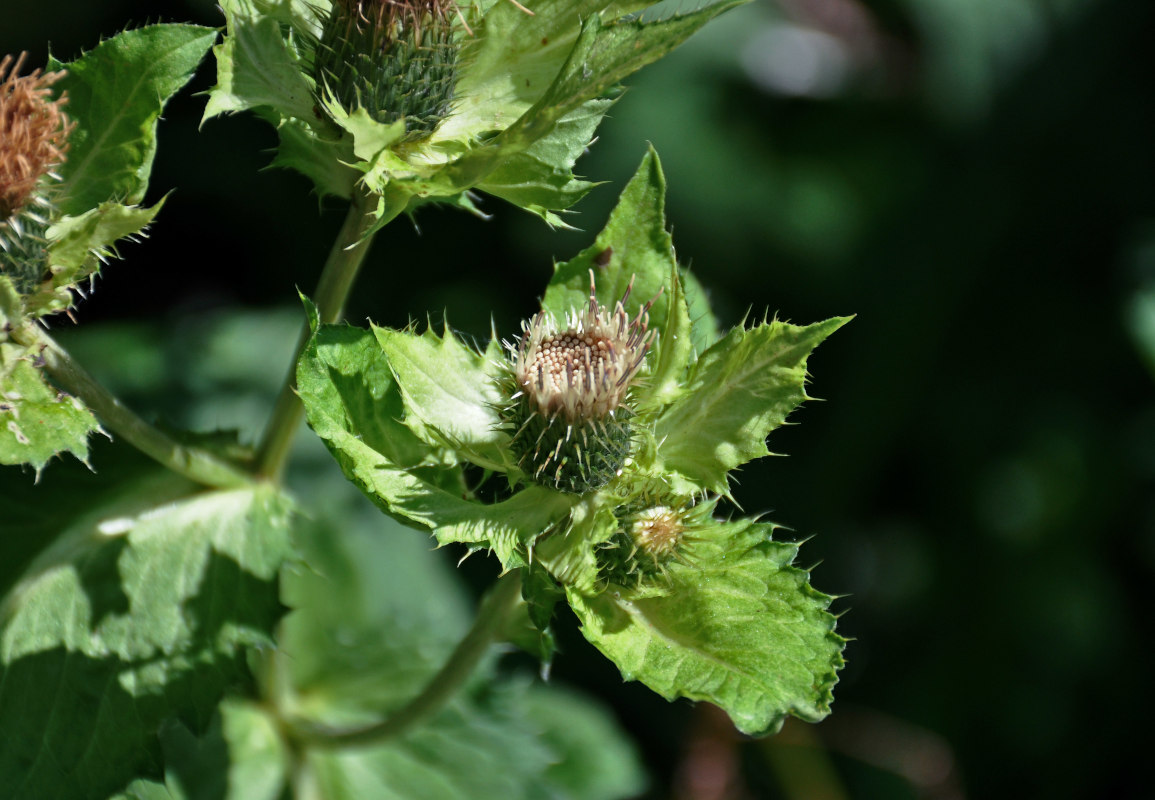 Image of Cirsium oleraceum specimen.