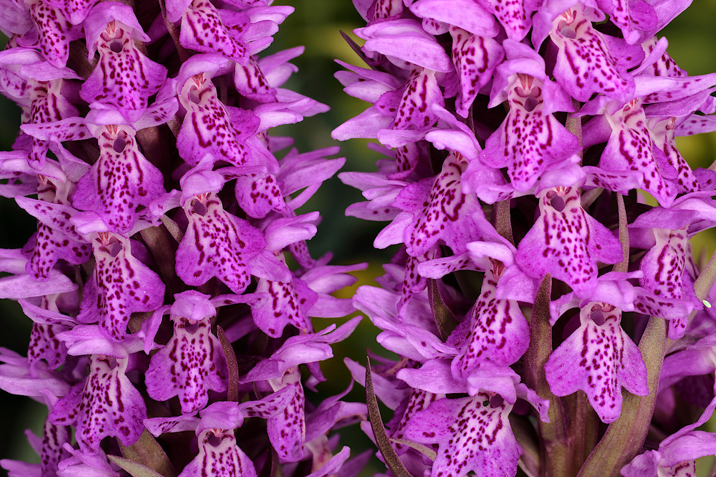 Изображение особи род Dactylorhiza.