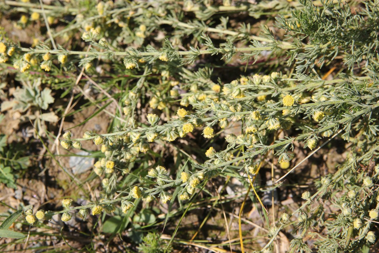 Image of genus Artemisia specimen.