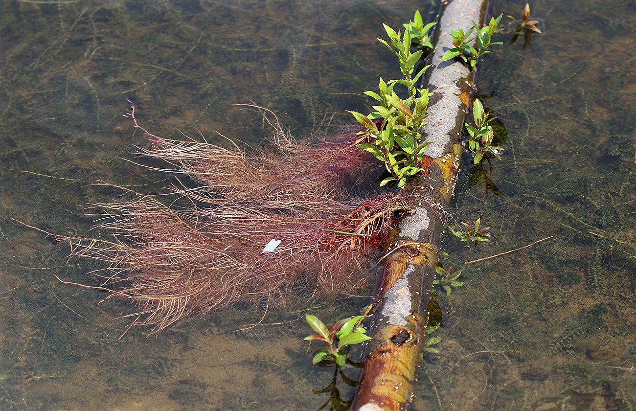 Image of genus Salix specimen.