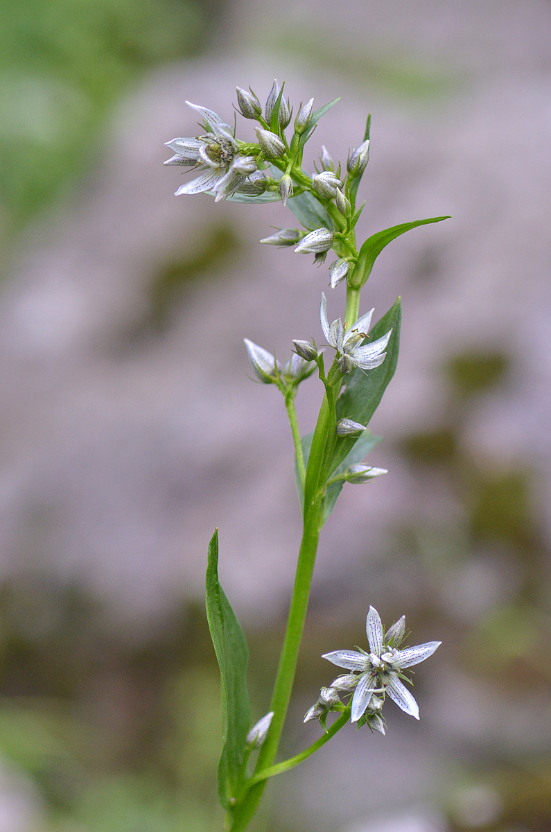 Image of Swertia iberica specimen.