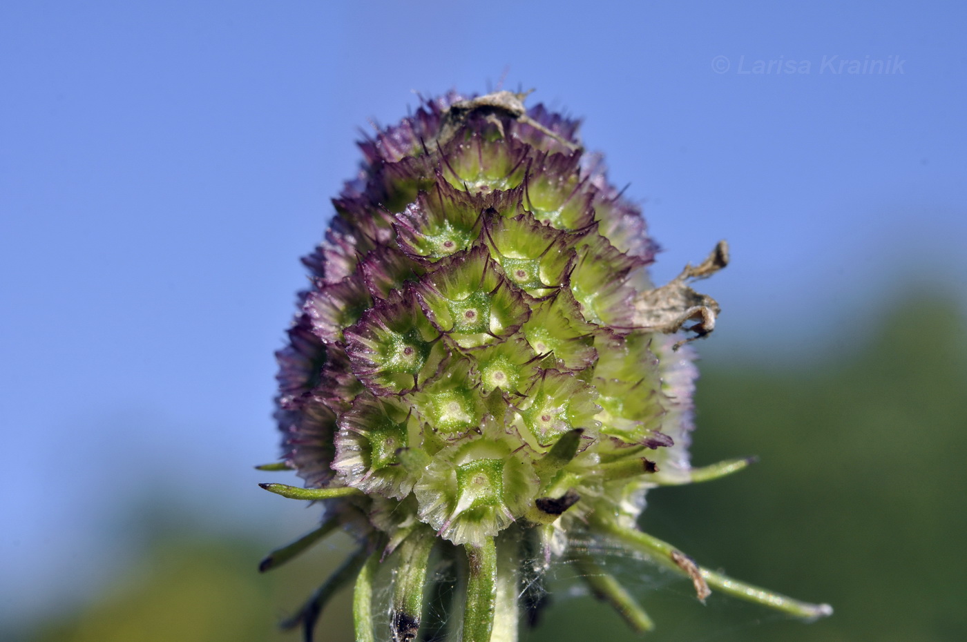 Image of Scabiosa lachnophylla specimen.