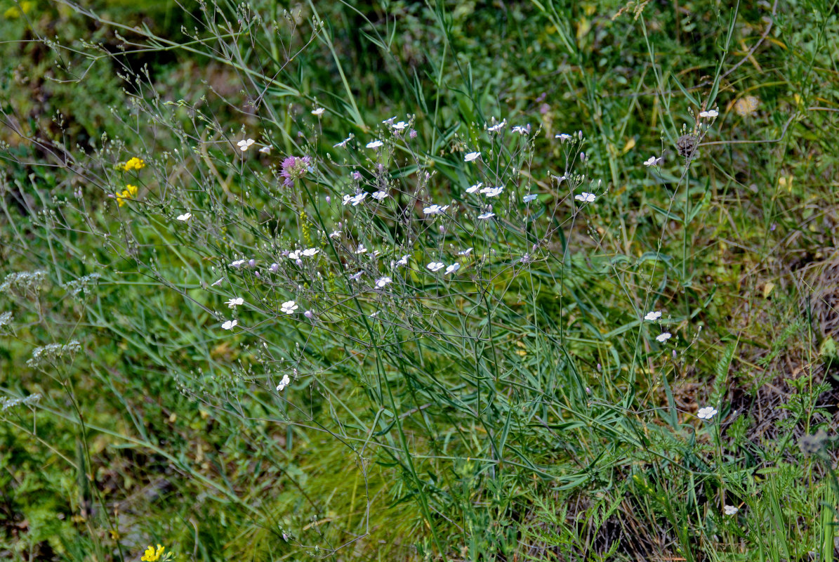 Image of Gypsophila patrinii specimen.