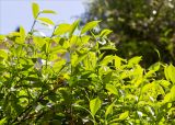 Trachelospermum jasminoides