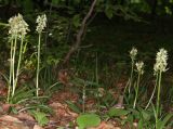 Dactylorhiza subspecies georgica