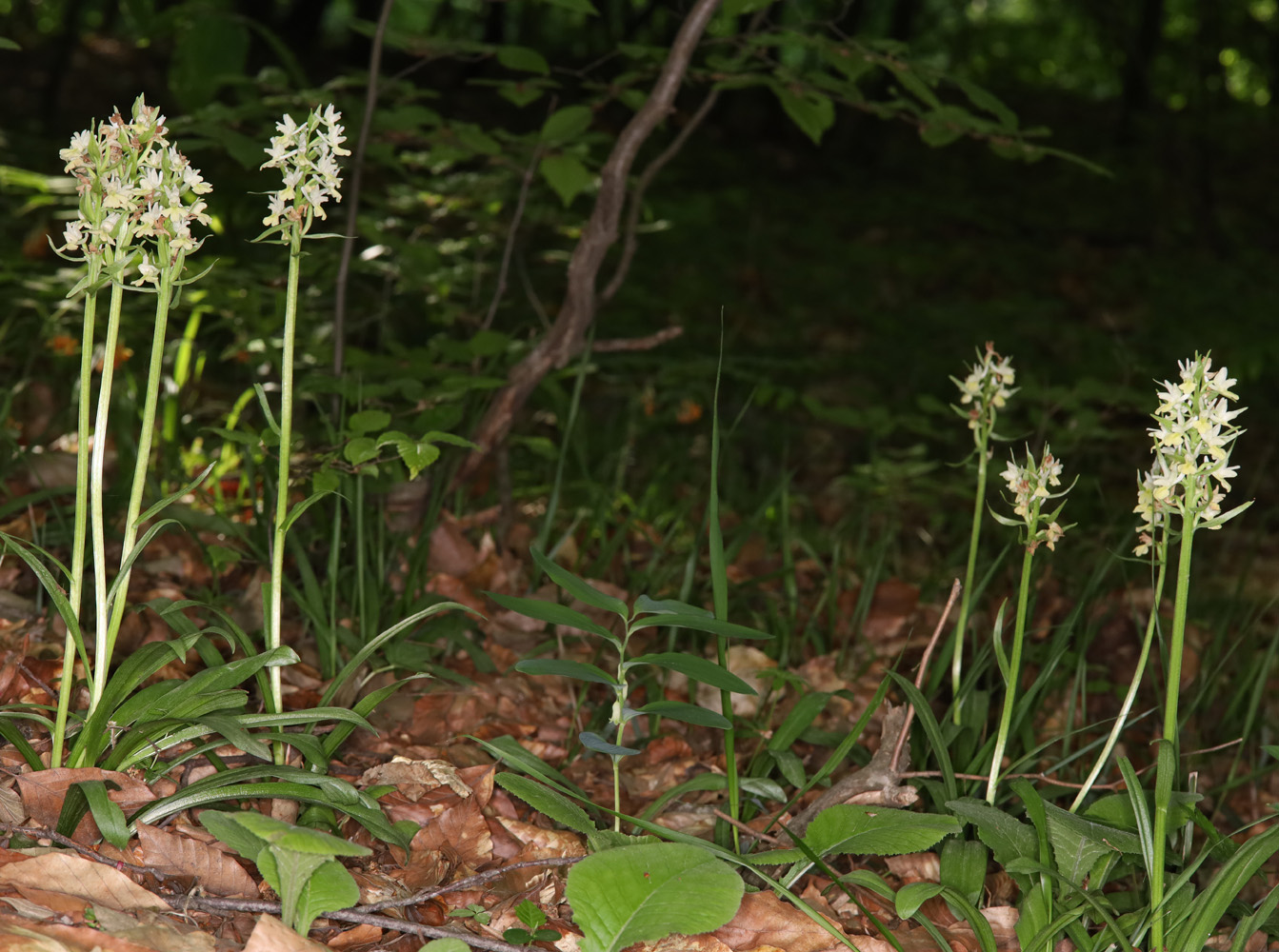 Изображение особи Dactylorhiza romana ssp. georgica.