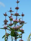 Phlomoides tuberosa. Верхушки цветущих растений. Новосибирская обл., Колыванский р-н, высокий обрывистый берег Оби. 7 июля 2010 г.