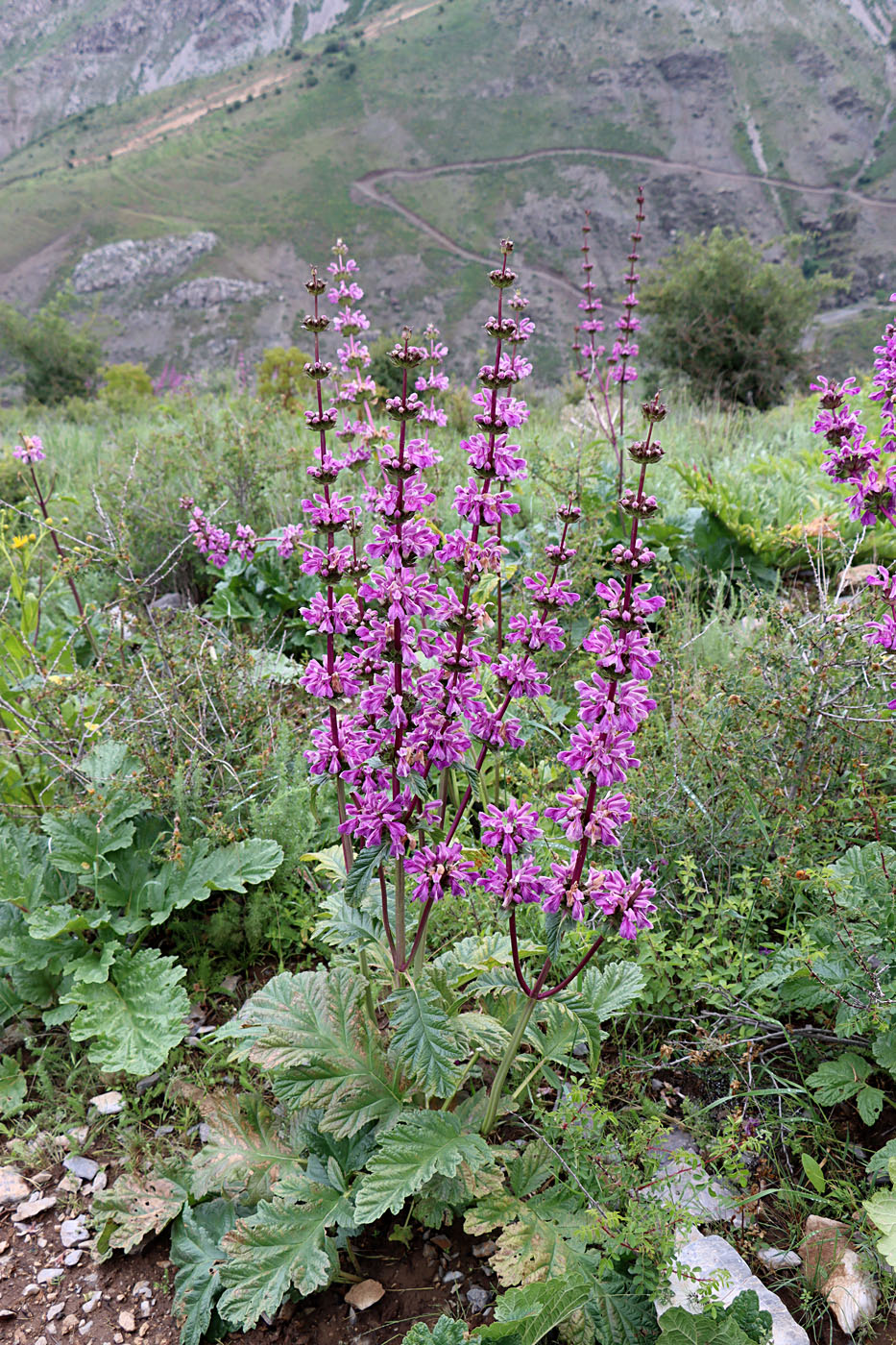 Image of Phlomoides lehmanniana specimen.