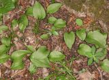 Ophioglossum vulgatum