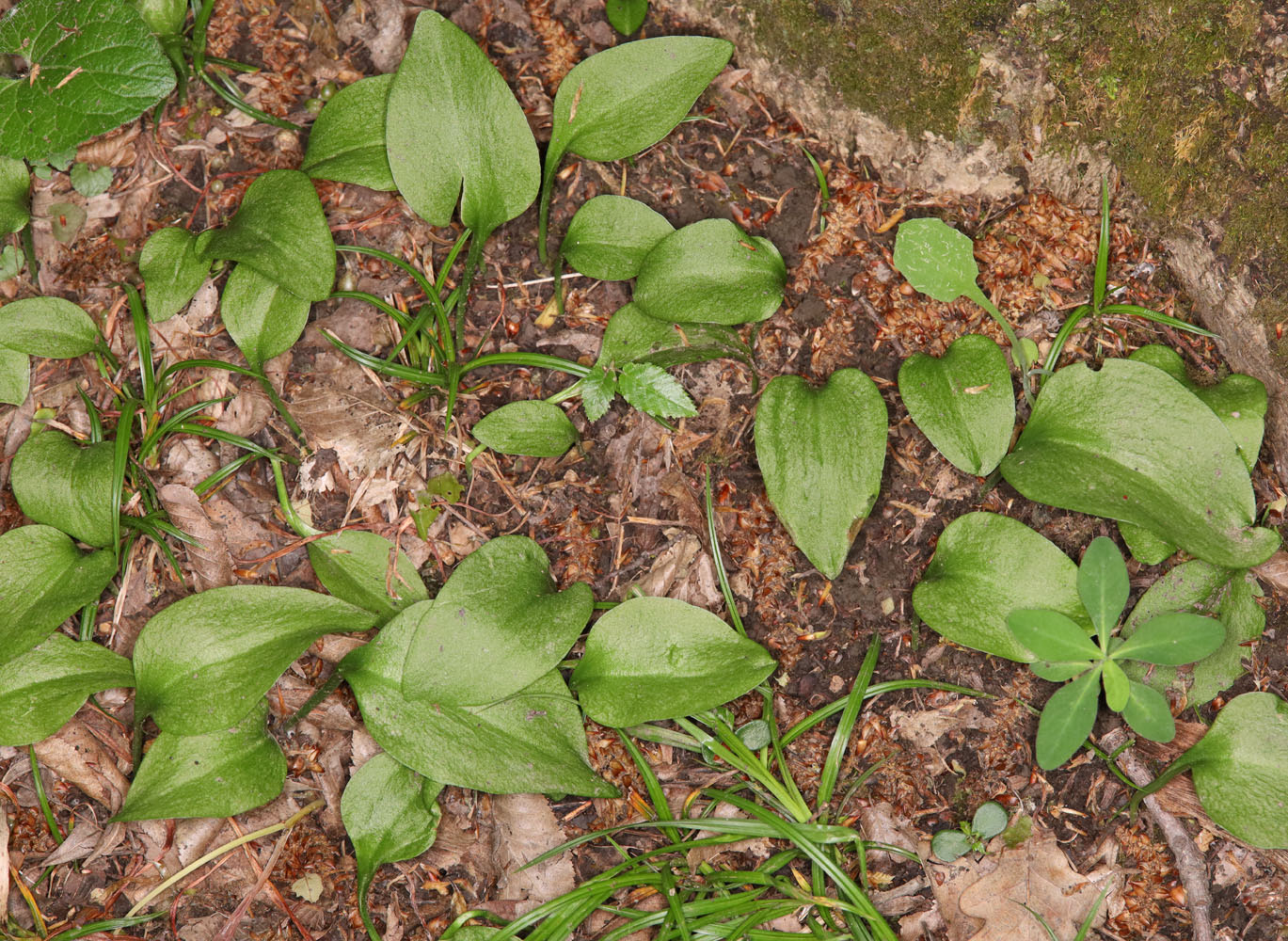 Image of Ophioglossum vulgatum specimen.