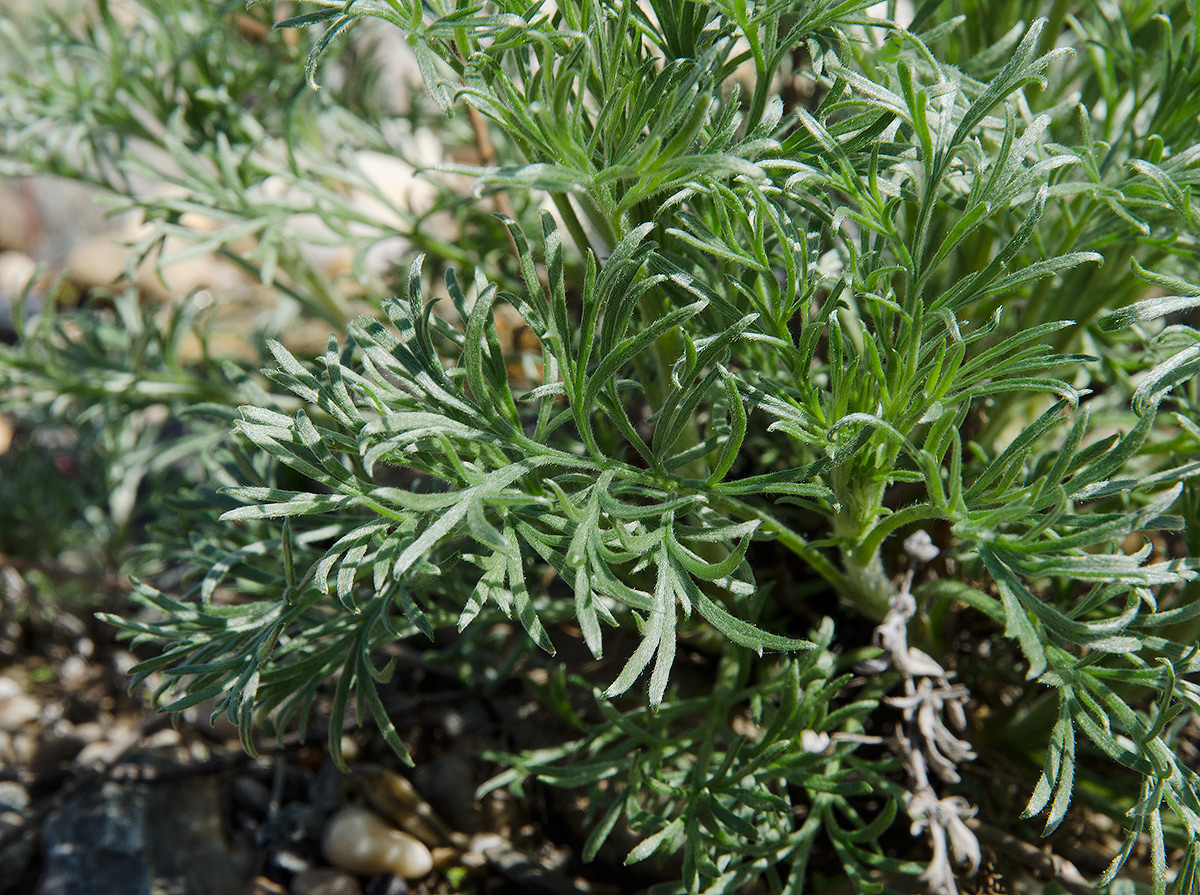 Image of genus Artemisia specimen.