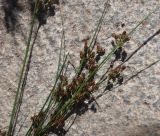 Juncus compressus