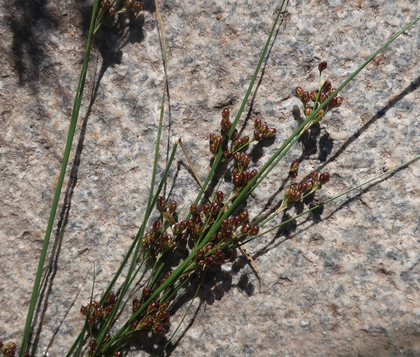 Image of Juncus compressus specimen.