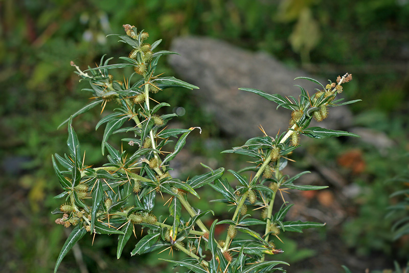 Image of Xanthium spinosum specimen.