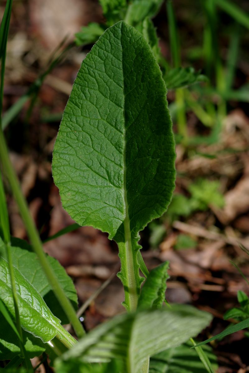 Image of Primula veris specimen.