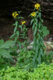 Erysimum aureum