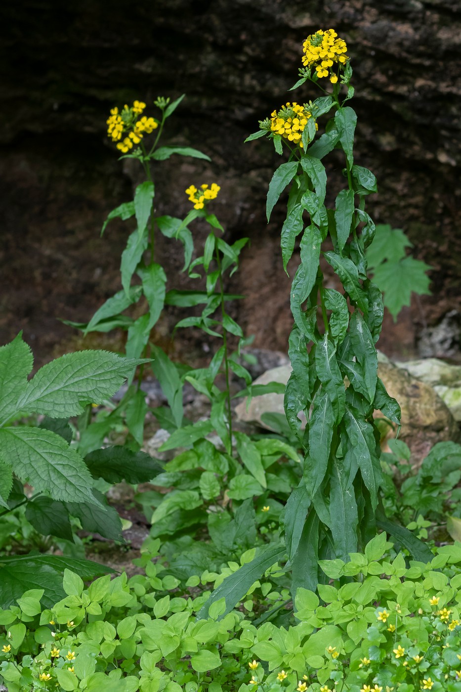 Image of Erysimum aureum specimen.
