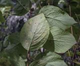 Image of taxon representative. Author is Игорь Павлов
