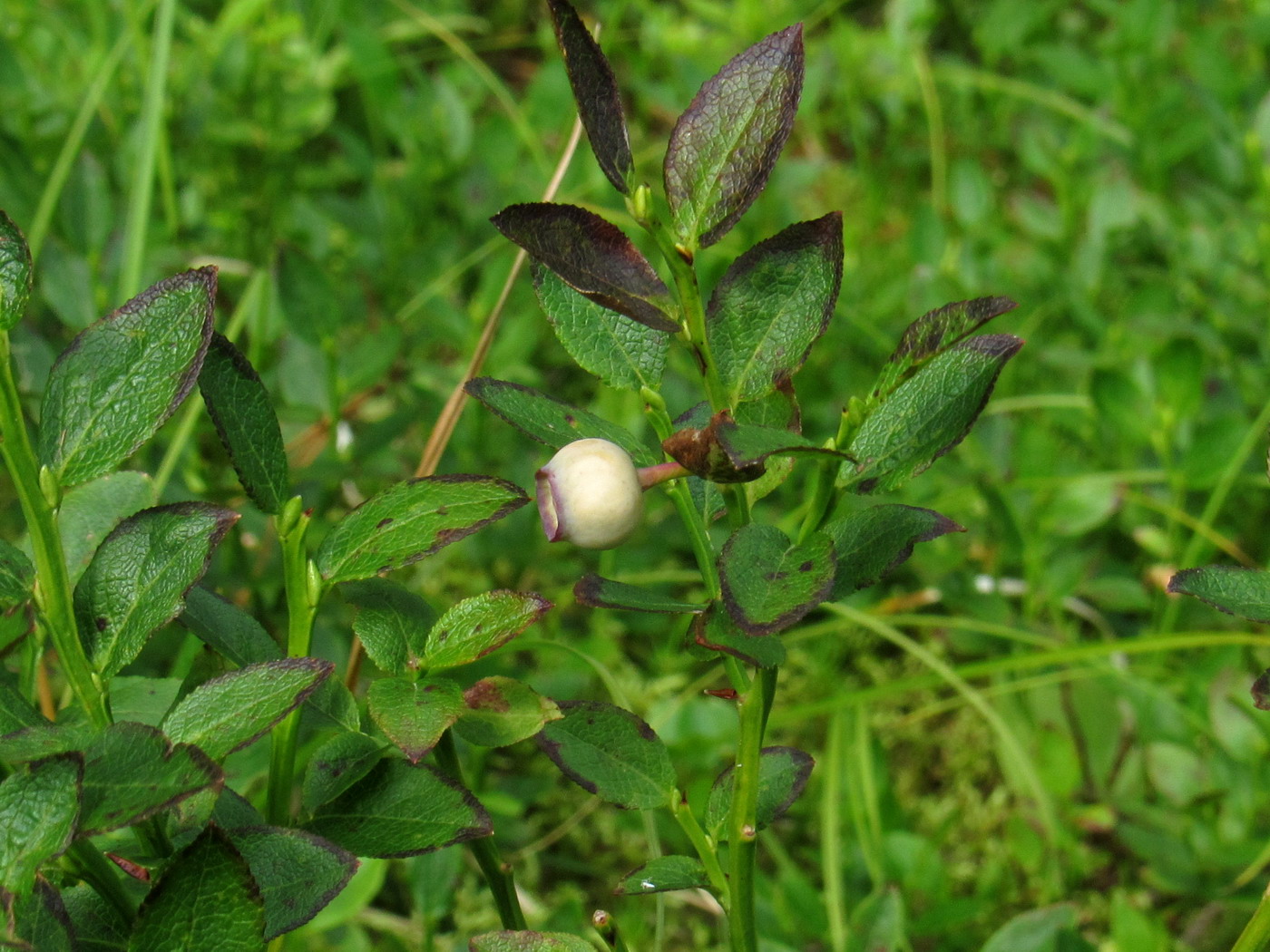 Image of Vaccinium myrtillus specimen.