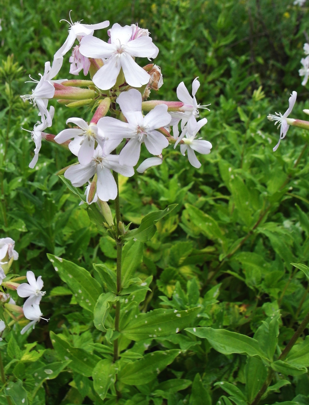 Изображение особи Saponaria officinalis.